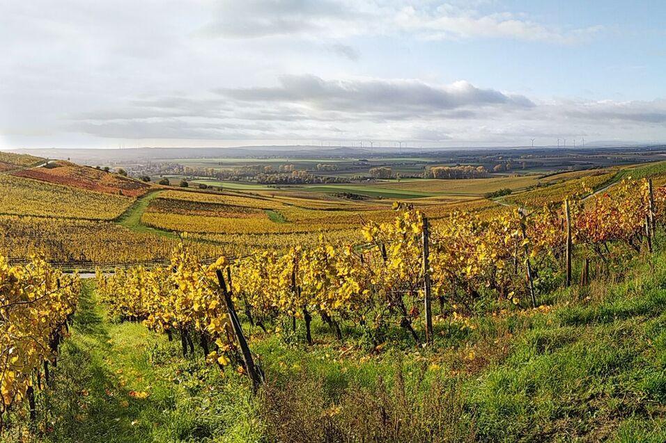 Panorama einer Weinlandschaft mit bunten Reben und sanften Hügeln unter einem bewölkten Himmel.